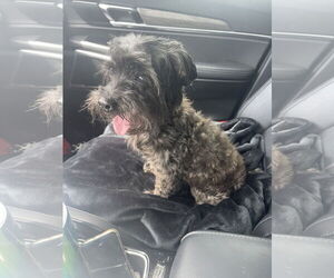 Maltese-Poodle (Toy) Mix Dogs for adoption in Valrico, FL, USA