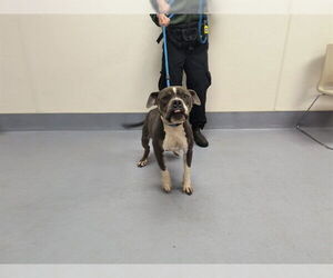 American Bulldog Dogs for adoption in Louisville, KY, USA