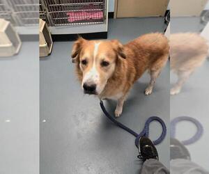 Australian Shepherd-Collie Mix Dogs for adoption in London, Ontario, Canada