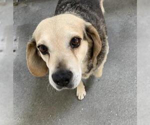 Beagle Dogs for adoption in San Francisco, CA, USA
