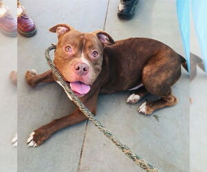 American Pit Bull Terrier-Unknown Mix Dogs for adoption in Long Beach, CA, USA