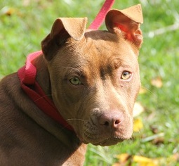 Staffordshire Bull Terrier Dogs for adoption in Pipestem, WV, USA