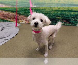 Maltese-Unknown Mix Dogs for adoption in Moreno Valley, CA, USA