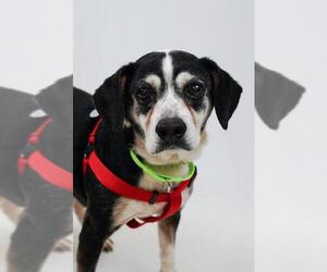 Jack-A-Bee Dogs for adoption in Princeton, MN, USA