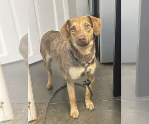 Beagle-Unknown Mix Dogs for adoption in Rockaway, NJ, USA
