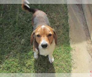 Beagi Dogs for adoption in Plano, TX, USA