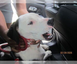 Mutt Dogs for adoption in Ocala, FL, USA