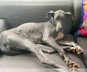 Great Dane Dogs for adoption in Aurora, CO, USA