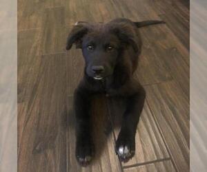 Bernese Mountain Dog Dogs for adoption in Dallas, TX, USA