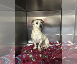 Chiweenie Dogs for adoption in Albemarle, NC, USA