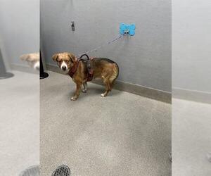 Border Collie-Unknown Mix Dogs for adoption in Las Vegas, NV, USA
