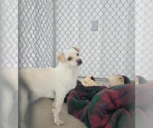 Chihuahua Dogs for adoption in Bakersfield, CA, USA