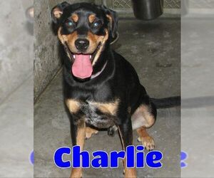Miniature Pinscher-Unknown Mix Dogs for adoption in Lawrenceburg, KY, USA