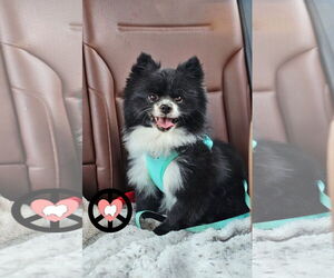 Pomeranian Dogs for adoption in Lebanon, PA, USA