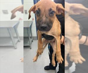 Labrador Retriever-Unknown Mix Dogs for adoption in Corpus Christi, TX, USA