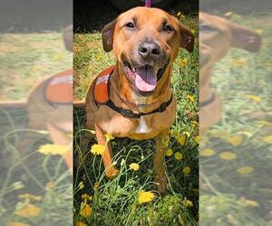 Carolina Dog Dogs for adoption in Fayetteville, NC, USA
