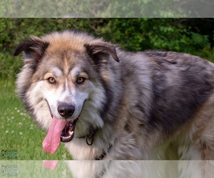 Alusky Dogs for adoption in Omaha, NE, USA