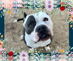 American Bulldog Dogs for adoption in Ojai, CA, USA
