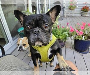 French Bulldog Dogs for adoption in Glen Haven, WI, USA