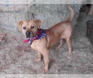 Basset Retriever Dogs for adoption in Oklahoma City, OK, USA