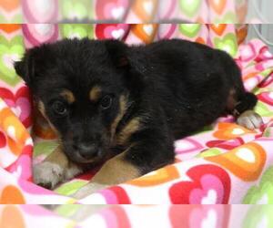 Mutt Dogs for adoption in Thief River Falls, MN, USA