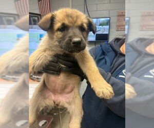 German Shepherd Dog Dogs for adoption in Stockton, CA, USA