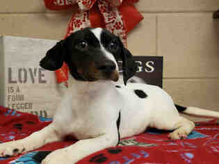 Toy Rat Doxie Dogs for adoption in Grovetown, GA, USA