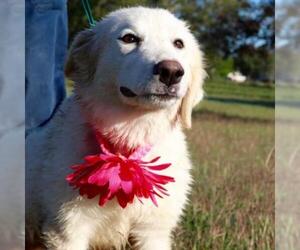 Great Pyrenees Dogs for adoption in Von Ormy, TX, USA