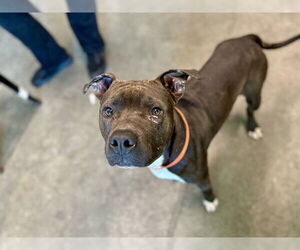 American Pit Bull Terrier-Unknown Mix Dogs for adoption in Tavares, FL, USA
