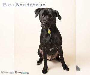 Labrador Retriever-Unknown Mix Dogs for adoption in Fairhope, AL, USA