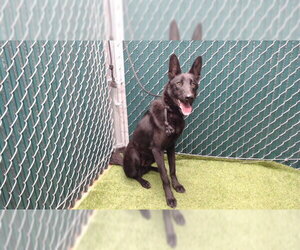 German Shepherd Dog Dogs for adoption in Downey, CA, USA