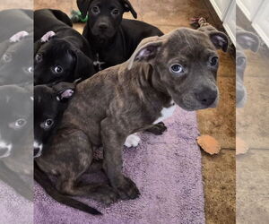 American Pit Bull Terrier-Unknown Mix Dogs for adoption in Holly Springs, NC, USA