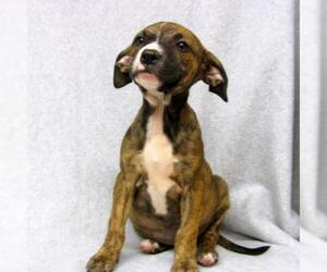 Boxador Dogs for adoption in York, SC, USA