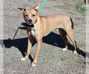 Black Mouth Cur-Boxer Mix Dogs for adoption in Arlington, TX, USA