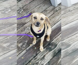 Mutt Dogs for adoption in Mount Laurel, NJ, USA
