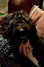 Bernedoodle Dogs for adoption in Lebanon, OR, USA