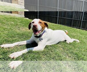 Pointer-Unknown Mix Dogs for adoption in Wylie, TX, USA