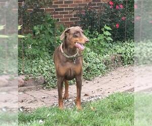 Doberman Pinscher Dogs for adoption in bloomington, IL, USA