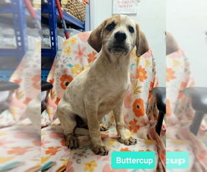 Lab-Pointer Dogs for adoption in Richmond, IN, USA