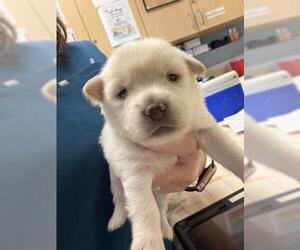 Mutt Dogs for adoption in Riverside, CA, USA