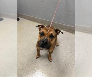 American Pit Bull Terrier-Unknown Mix Dogs for adoption in Las Vegas, NV, USA