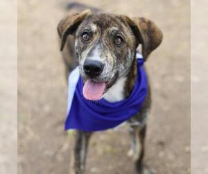 American Staffordshire Terrier-Unknown Mix Dogs for adoption in San Antonio, TX, USA