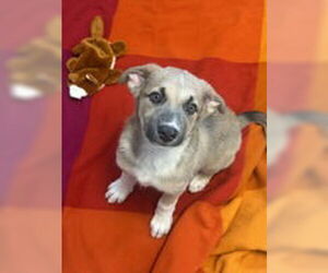 German Shepherd Dog Dogs for adoption in Salinas, CA, USA