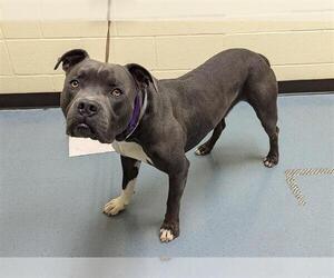 American Pit Bull Terrier Dogs for adoption in Denver, CO, USA