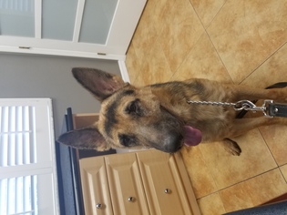 German Shepherd Dog Dogs for adoption in Tampa, FL, USA