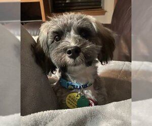Care-Tzu Dogs for adoption in Wichita, KS, USA