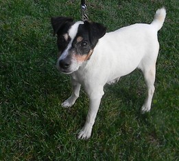 Jack Russell Terrier Dogs for adoption in Sandy, UT, USA