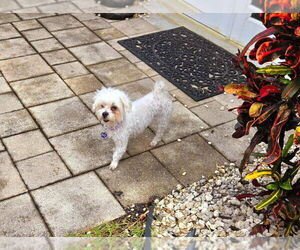 Maltese Dogs for adoption in Plantation, FL, USA