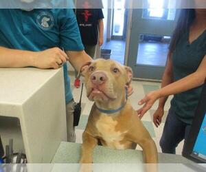 American Pit Bull Terrier Dogs for adoption in Oklahoma City, OK, USA