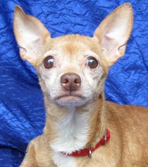 Medium Photo #1 Chihuahua Puppy For Sale in Cuba, NY, USA